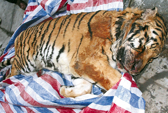 溫州越野車中查獲虎尸續