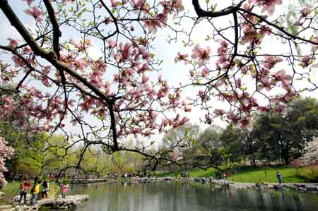 杭州春季賞花游進入最佳期