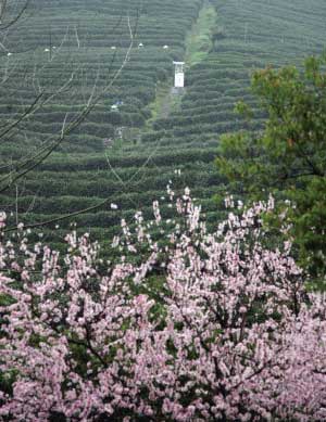 西湖龍井進入大量采摘期 每斤2000元左右