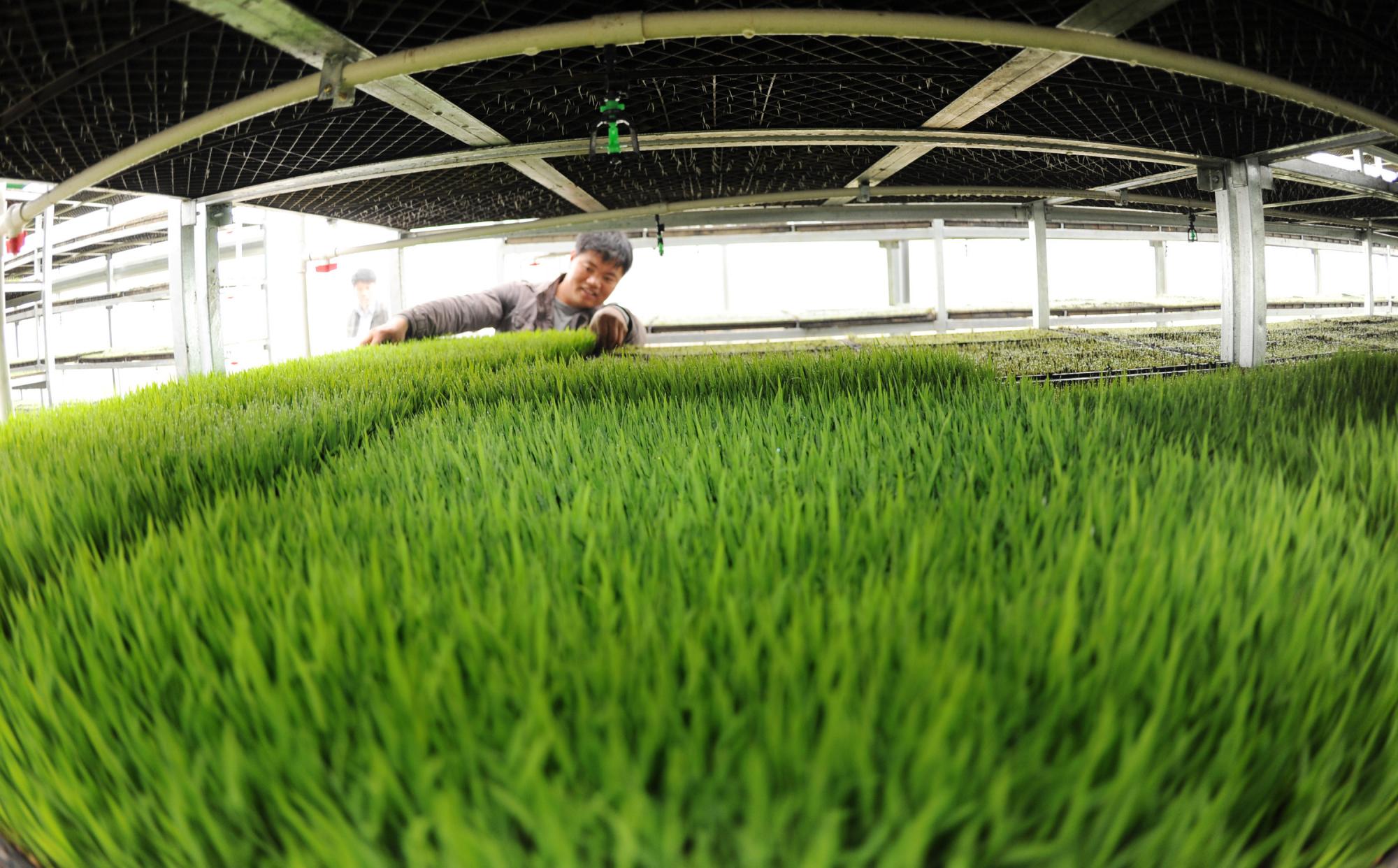 浙江：春到“育秧工廠”