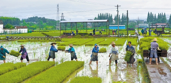 強降水來去匆匆 武義:農民搶種晚稻