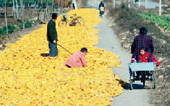 Surge in corn prices causes concern