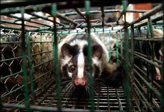 10,000 civet cats to be killed