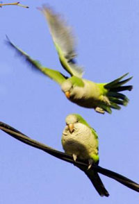 Wild parakeets splash color on Seattle's gray skies