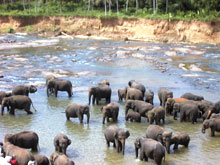 Travel slump hits tsunami areas