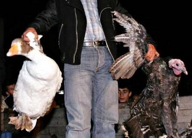 A man holds a turkey and a duck while poultry are prepared for culling in Kiziksa village in Balikesir province, northwestern Turkey, October 10, 2005. Turkey and Romania culled thousands of birds and imposed quarantine zones on Sunday to try to stop the spread of avian flu as scientists worked to discover if the outbreaks could be the deadly H5N1 strain.