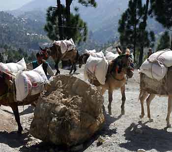 Mules carrying food supplies to mountain villages avoid a rock on a mountain road damaged by the October 8 earthquake near Arriala village, about 20 km (12 miles) north of earthquake-devastated Muzaffarabad, capital of Pakistan-administered Kashmir, October 22, 2005. With mountain roads still blocked by landslides two weeks after the catastrophic earthquake in northern Pakistan and winter approaching, mules are one of the only ways to get emergency food supplies to cut off villages. [Reuters]