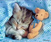 Pet radio purrs around the world