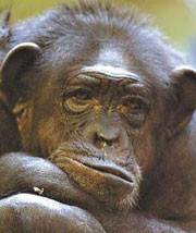 Threatened chimps may hold key to AIDS