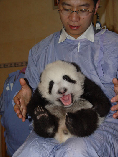Twin panda cubs in Wolong