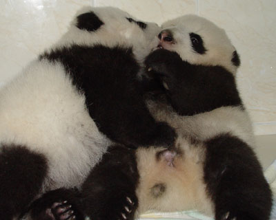 Twin panda cubs in Wolong