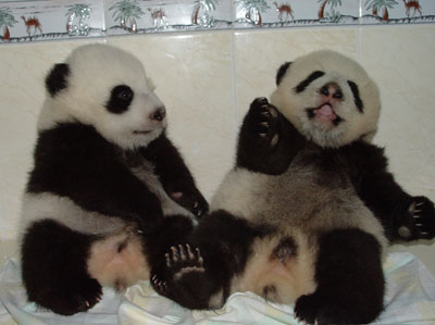 Twin panda cubs in Wolong
