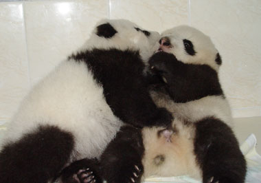 Artificial insemination: 25 giant pandas born
