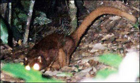 New mammal found in Borneo jungles: WWF