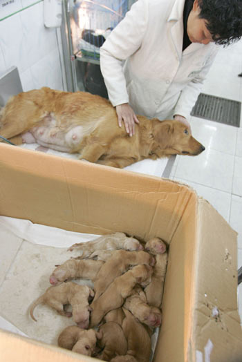 Two-year old mother and its 13 doggy babies