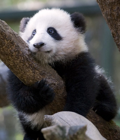Panda cub on show at US zoo