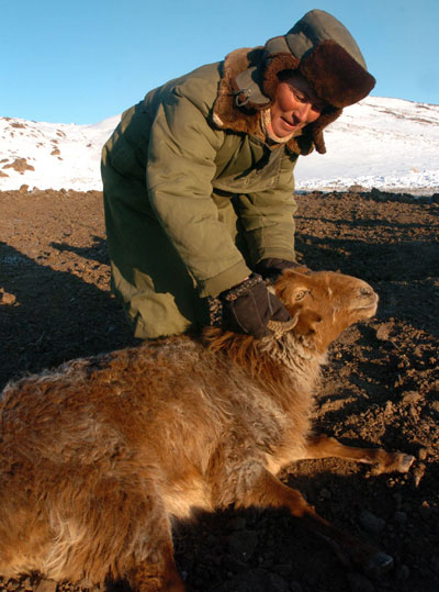 Blizzards hit Northern Xinjiang