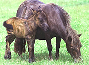 Striped Surprise--British Shetland Pony Gives Birth to Zebra