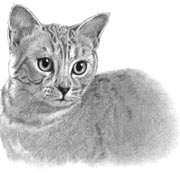 Cat's Meow Saves Owner From Toronto Fire