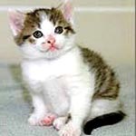 Move over Dolly, you can't say no to Cc: world has its first cloned cat