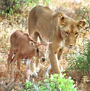 Lion Defies Nature by Adopting Oryx - Again