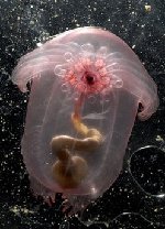 Thousands of strange creatures found deep in ocean
