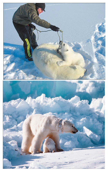 Sea ice in peril from pole to pole