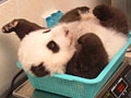 Love giant pandas? Name them