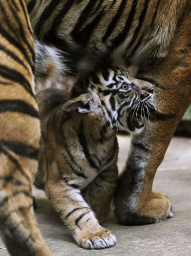 Two-month-old Sumatran tiger cub plays with his mother at its enclosure in Prague zoo, September 2, 2011. Sumatran tiger cubs show their stripes