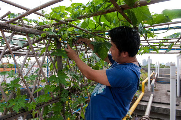 Roof gardening a healthy high