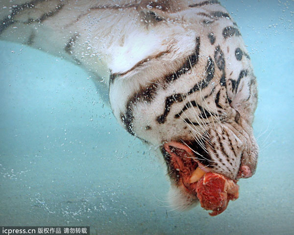 Flash of a predator as tiger dives for food