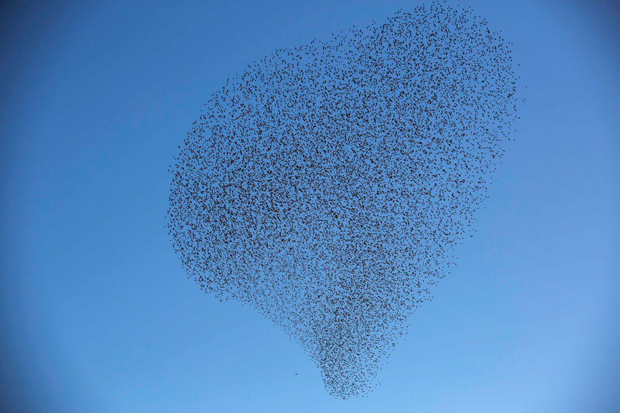 Starlings to spend the winter in Israel