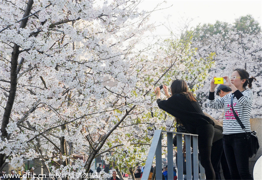Cherry blossom in full bloom at Tongji University