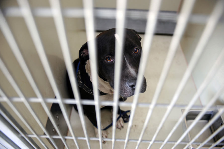 Police arrest 26 in Florida dog-fighting ring