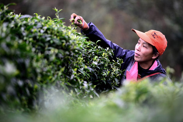Tea farmers in the Guangxi Zhuang autonomous region are busy picking spring tea in the fields. The new tea party