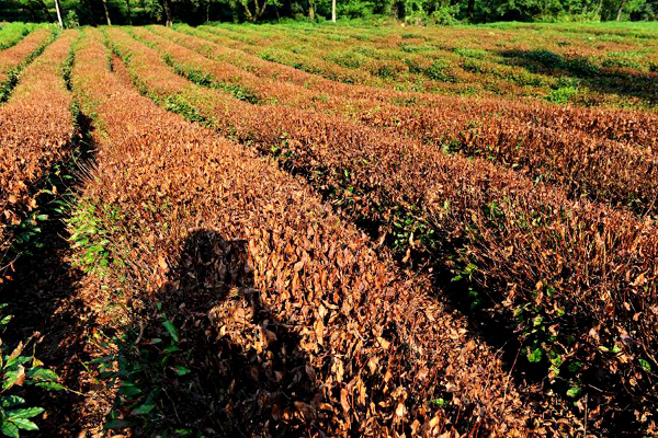Tea farms wither amid heatwaves in E China
