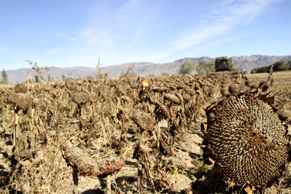 Vast parts of Xinjiang enter harvest season
