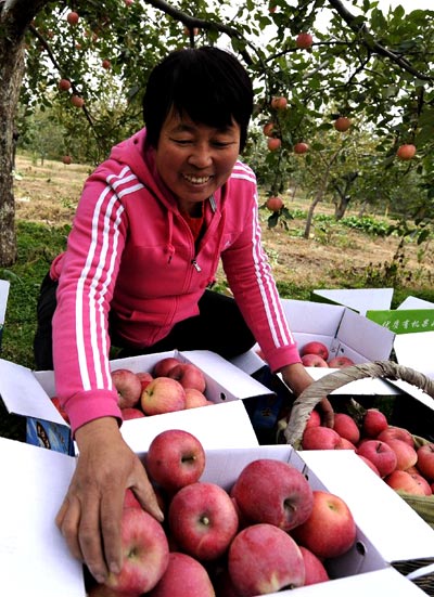 Organic apples of Badaling enter harvest season