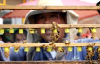 Beijing Blue, Beijing Gray