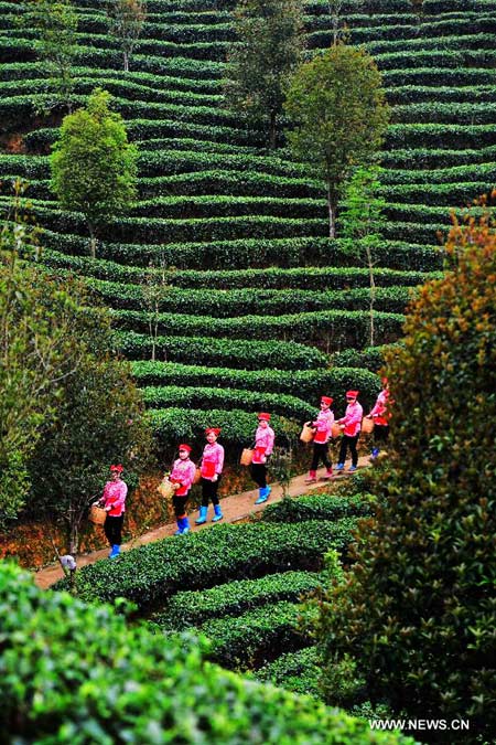 Tea growers pick 1st batch of spring tea