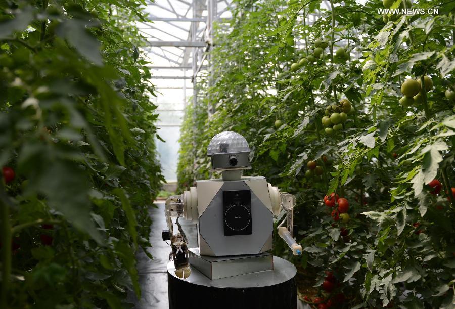 International Vegetable Sci-Tech Fair kicks off