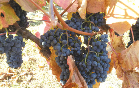 Tonghua to transform into a wine city