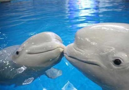 親子游：中國最好玩的六大海洋世界