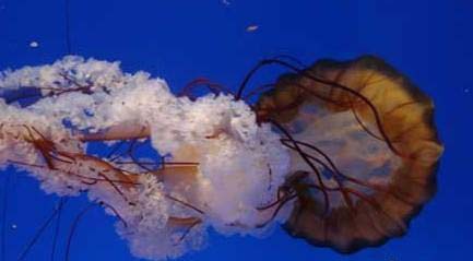 親子游：中國(guó)最好玩的六大海洋世界