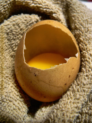 我小心翼翼地打碎一個雞蛋