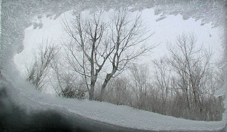 天窗外的楓樹林