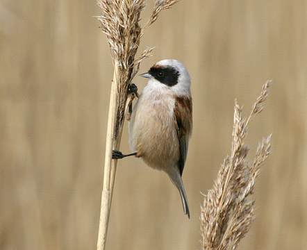 Charlie的鳥類世界