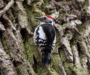 Charlie的鳥類世界