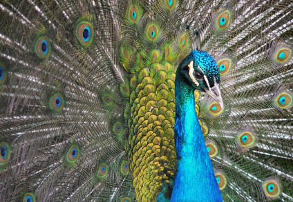 美麗,只有一瞬間