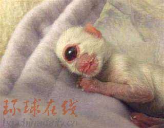 動物新聞:莫斯科熊“報春”20年 “獨眼貓”進博物館